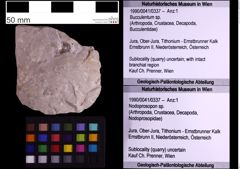 Foto (Objekt + Etiketten) von Bucculentum sp. (NHMW-GEO-1990-0041-0337)